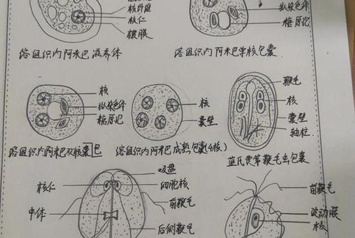 寄生生活的微生物有哪些（寄生生活的生物有什么）