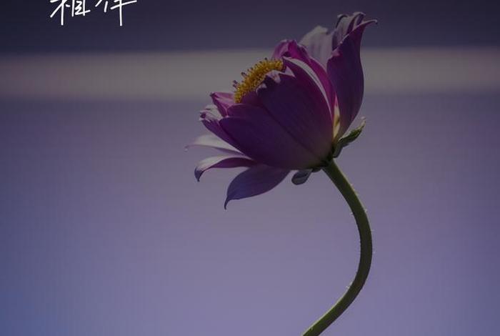 生活感悟的图片 唯美；生活感悟图片带字图片 唯美