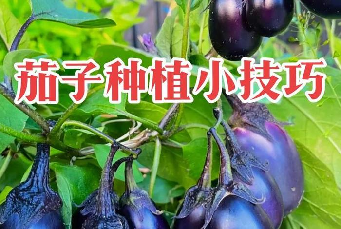 茄子生活日常 - 茄子一生