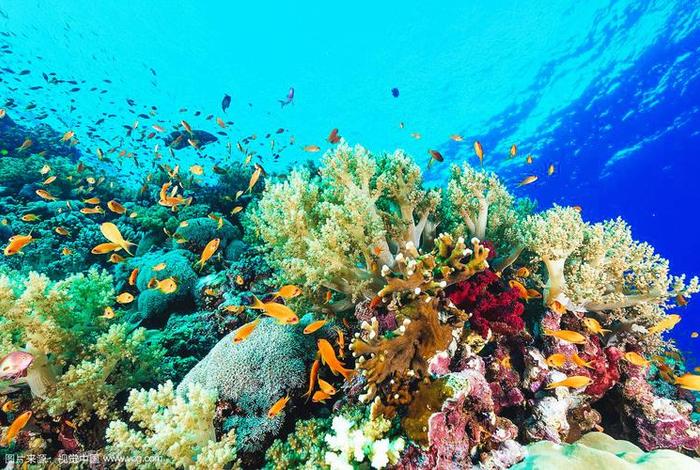 珊瑚生活在哪里 - 珊瑚生活在哪里? 珊瑚生活在哪里 - 珊瑚生活在哪里?