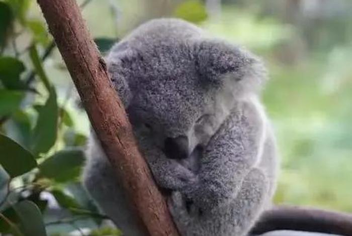 考拉生活在澳大利亚的什么气候、考拉生活在澳大利亚用英语怎么说 考拉生活在澳大利亚的什么气候、考拉生活在澳大利亚用英语怎么说