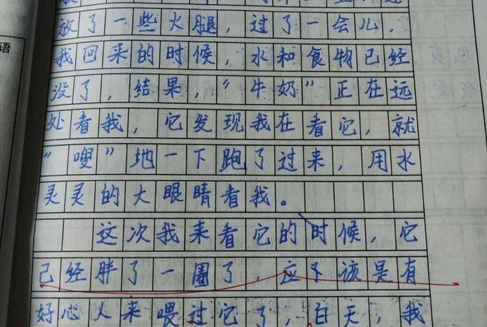 流浪猫的生活作文；流浪猫的生活作文怎么写