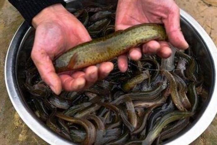 泥鳅生活在什么地方,泥鳅一般生活在水域的什么地方 泥鳅生活在什么地方,泥鳅一般生活在水域的什么地方