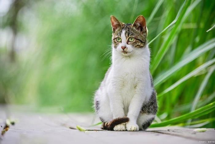 爱猫生活的暗号、爱猫生活的暗号是什么