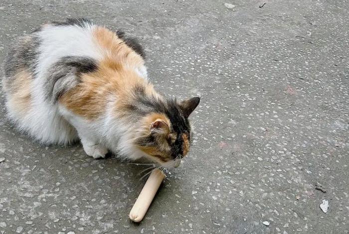 流浪猫的生活日常,流浪猫的生活日常视频 流浪猫的生活日常,流浪猫的生活日常视频