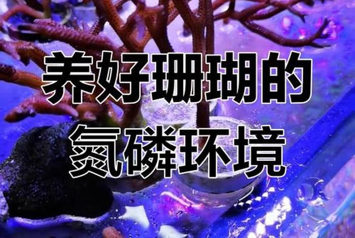 珊瑚生活温度 饲养珊瑚的温度