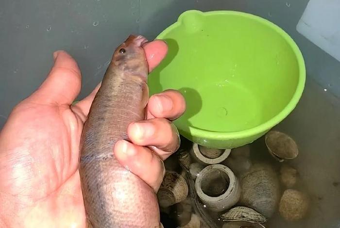 泥鳅生活在水里还是泥里、泥鳅生活在水中吗