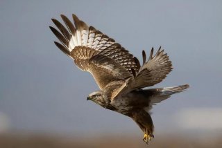 鹰的生活照片大全 - 鹰的生活特征