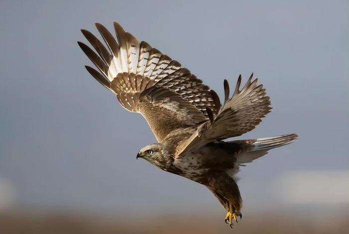 鹰的生活照片大全 - 鹰的生活特征 鹰的生活照片大全 - 鹰的生活特征