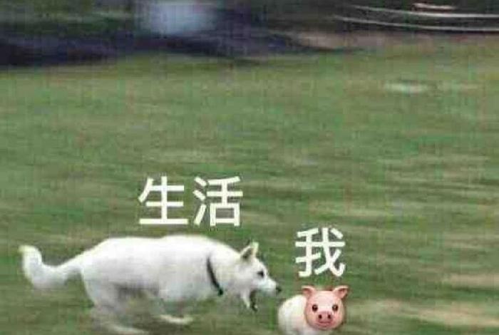 我 生活 表情 - 我生活表情包图片