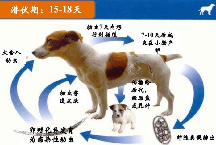 寄生生活建立的条件是什么 - 寄生生活是指 寄生生活建立的条件是什么 - 寄生生活是指