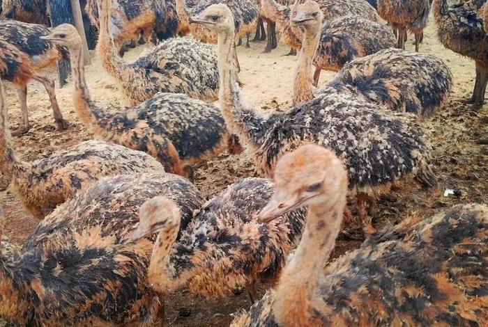 鸵鸟生活在什么环境,鸵鸟生存的环境 鸵鸟生活在什么环境,鸵鸟生存的环境