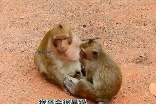 二人生猴子全程不盖被子黄（二人生猴子全程不盖被子黄色软件）