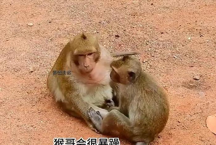 二人生猴子全程不盖被子黄(二人生猴子全程不盖被子黄色软件) 二人生猴子全程不盖被子黄(二人生猴子全程不盖被子黄色软件)