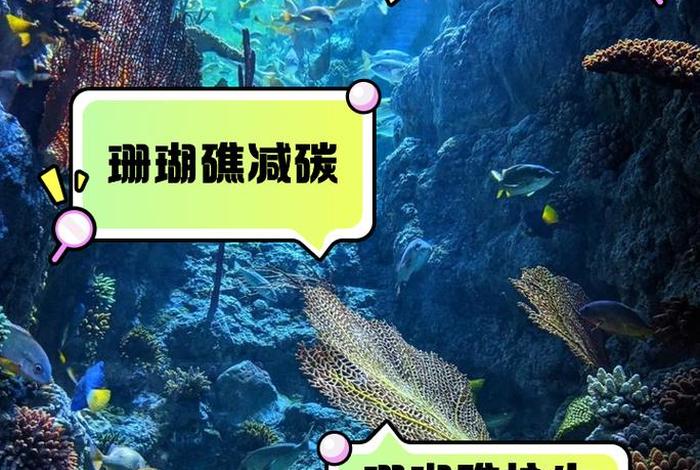 珊瑚生活在深海还是浅海、珊瑚生长在淡水还是海水 珊瑚生活在深海还是浅海、珊瑚生长在淡水还是海水