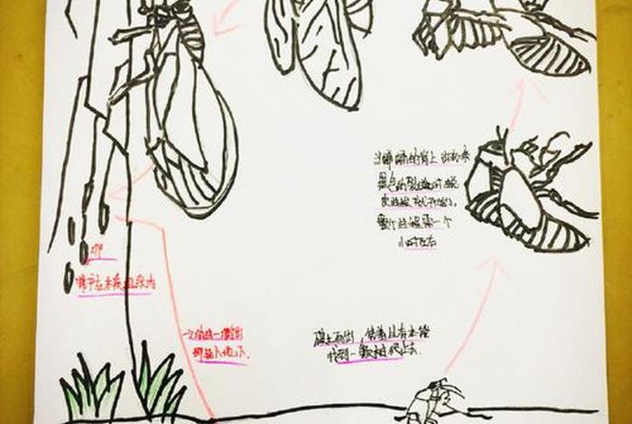 蝉的生活史;蝉的生活轨迹 蝉的生活史;蝉的生活轨迹