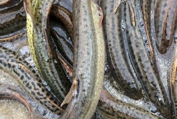 泥鳅生活在什么样的环境里 - 泥鳅一般生活在水域的什么地方 泥鳅生活在什么样的环境里 - 泥鳅一般生活在水域的什么地方