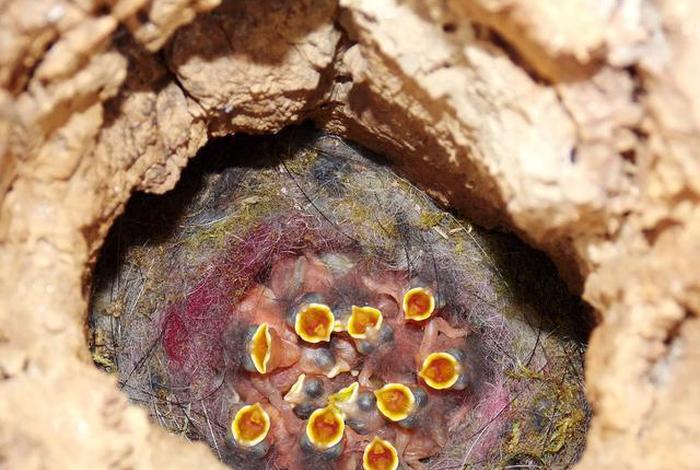 寄生生活的真菌有哪些 - 寄生类的真菌 寄生生活的真菌有哪些 - 寄生类的真菌