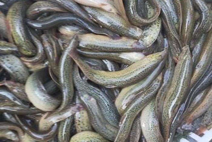 泥鳅生活温度，泥鳅最低生存温度