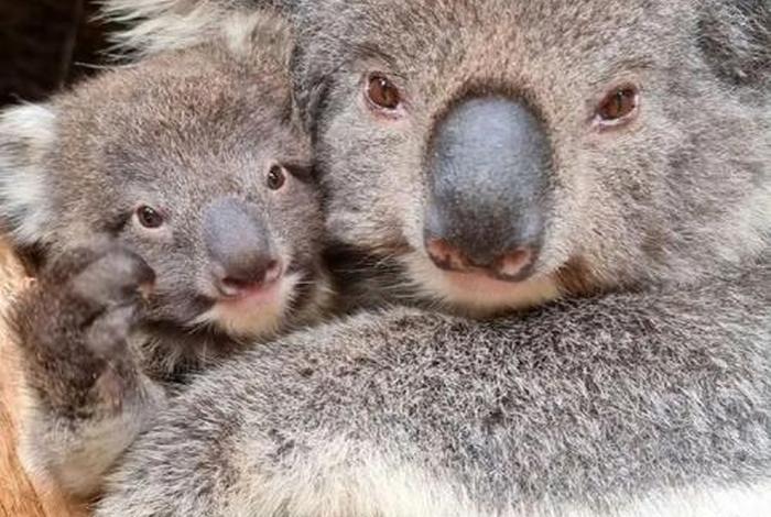 考拉生活在什么气候区 - 考拉的生存环境