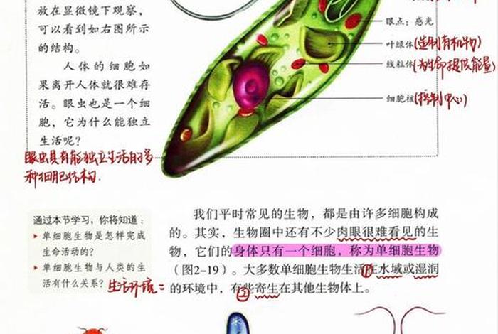寄生生活的单细胞生物 寄生生活的单细胞生物是什么