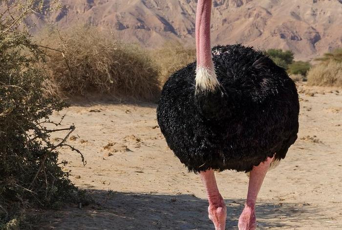 鸵鸟生活在什么环境 鸵鸟生活在什么环境温度