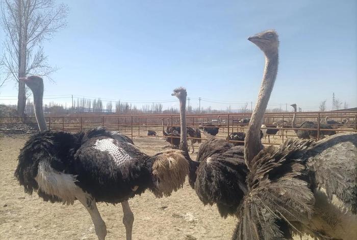 鸵鸟生活在哪两洲 - 鸵鸟生活在哪个州