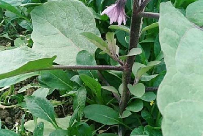 茄子生活在哪里，茄子生长的地方