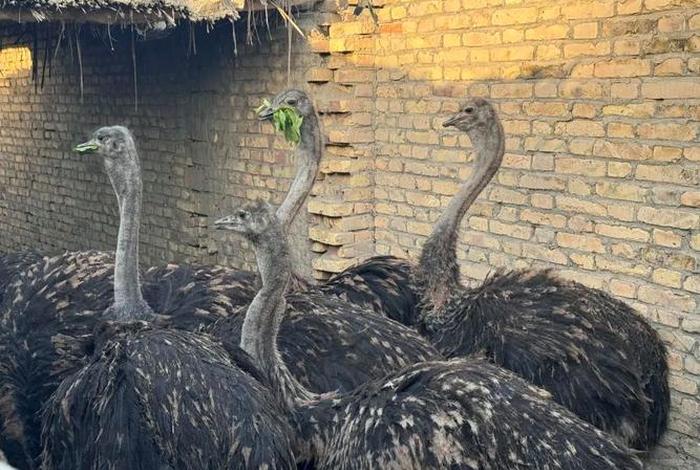 鸵鸟生活在挪威吗、鸵鸟生存在什么地区 鸵鸟生活在挪威吗、鸵鸟生存在什么地区