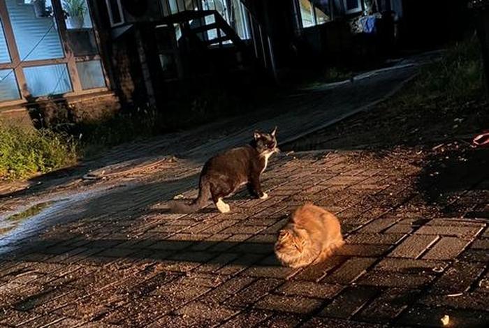 流浪猫的生活规律、流浪猫生活在怎样的环境里 流浪猫的生活规律、流浪猫生活在怎样的环境里