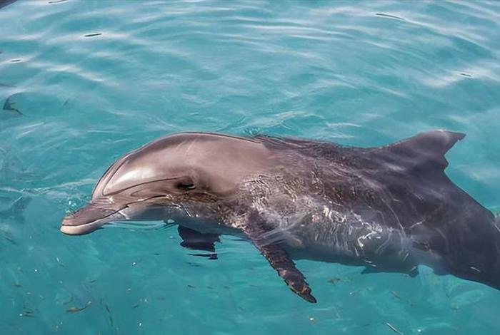 海豚的生活习性是什么（海豚的生活地点）