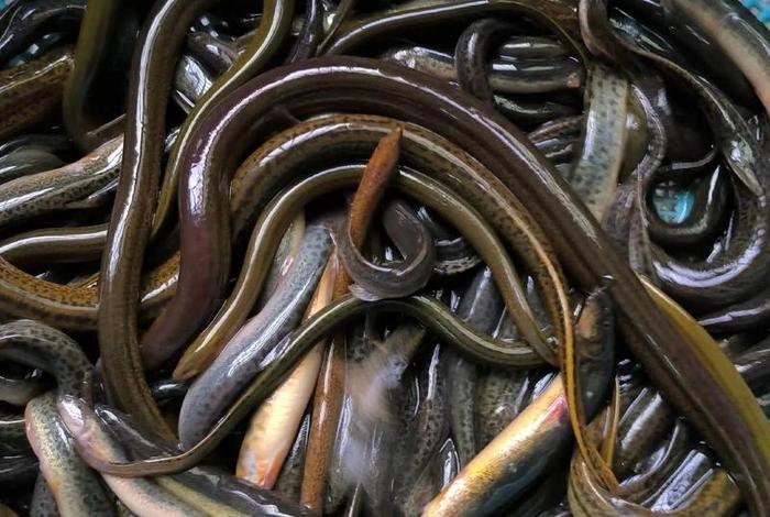 泥鳅生活的地方;泥鳅生活的地方有哪些 泥鳅生活的地方;泥鳅生活的地方有哪些