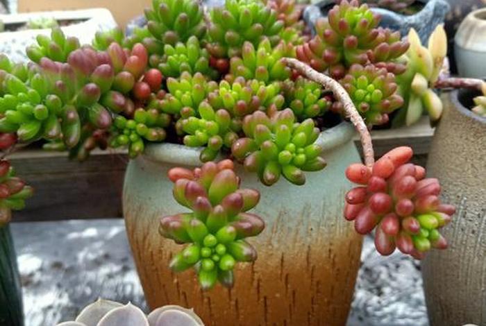 虹之玉锦生活方式、虹之玉锦为什么光落? 虹之玉锦生活方式、虹之玉锦为什么光落?