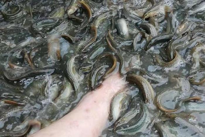 泥鳅生活在哪里的(泥鳅生活在哪里的地方) 泥鳅生活在哪里的(泥鳅生活在哪里的地方)