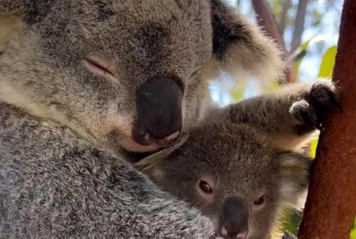 考拉生活在哪个洲 考拉生活在哪儿