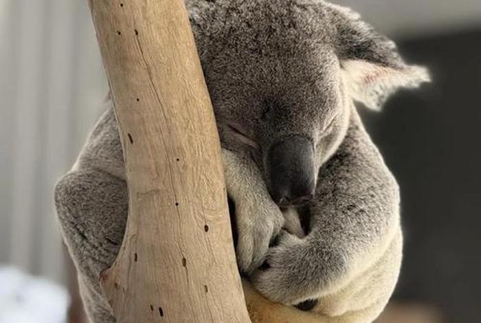 考拉生活在哪里的；考拉生存现状