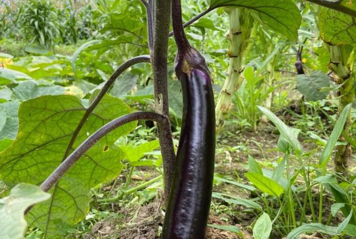 茄子生活日常 - 茄子一生