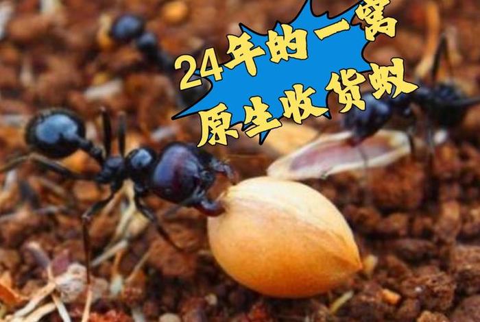 蚁淘生活的蚁兵怎么快速升级蚁后;蚁淘如何快速升级蚁后 蚁淘生活的蚁兵怎么快速升级蚁后;蚁淘如何快速升级蚁后