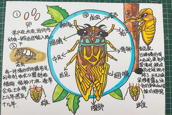蝉的生活习性、《昆虫记》蝉的生活特征 蝉的生活习性、《昆虫记》蝉的生活特征