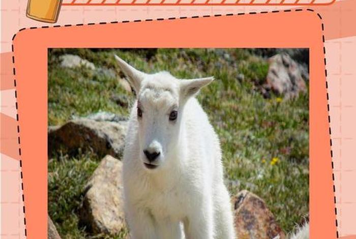 羊的生活习性是什么、羊的生活特点是什么 羊的生活习性是什么、羊的生活特点是什么