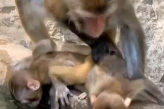 二人生猴子免费观看完整版视频，两个人生猴子免费观看完整版