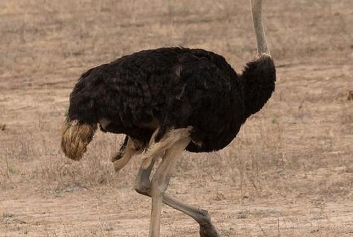 鸵鸟生活在什么大洲,鸵鸟生活在陆地还是水里 鸵鸟生活在什么大洲,鸵鸟生活在陆地还是水里