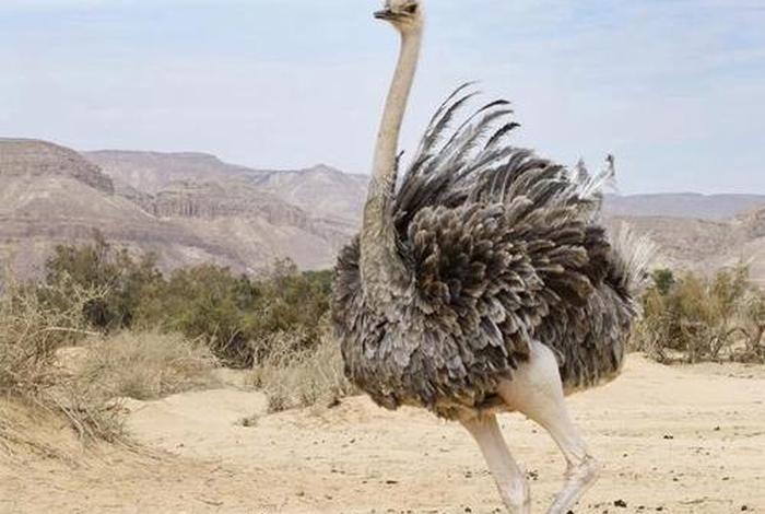 鸵鸟生活在哪个国家的哪个地方(鸵鸟生活在哪个洲) 鸵鸟生活在哪个国家的哪个地方(鸵鸟生活在哪个洲)