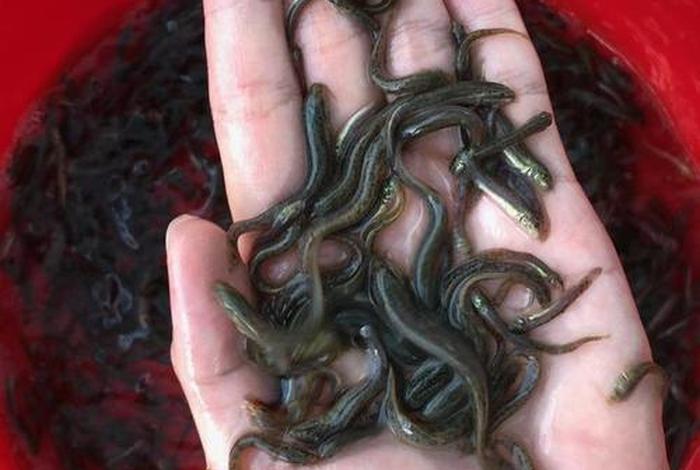 泥鳅生活在哪里;泥鳅生活在哪里图片 泥鳅生活在哪里;泥鳅生活在哪里图片