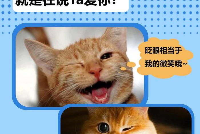 爱猫生活 正式版（爱猫生活组观点正确吗）