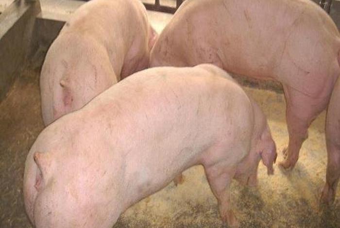 萍乡生猪养殖环评，萍乡生猪养殖环评报告