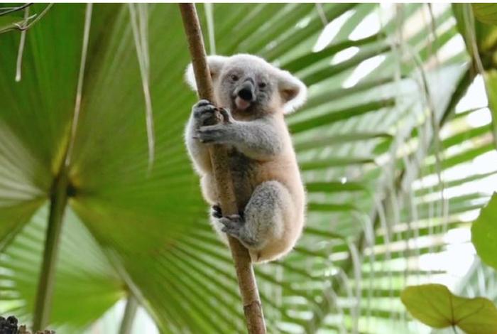 考拉生活在什么树上，考拉生活在什么地带