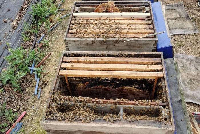 阿根廷盛产蜂蜜 阿根廷盛产蜂蜜的地方 阿根廷盛产蜂蜜 阿根廷盛产蜂蜜的地方