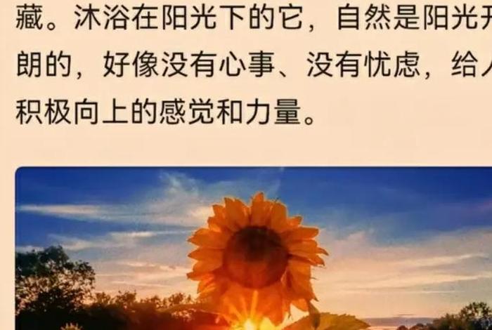 生活如花般灿烂下句是什么(生活如鲜花般灿烂) 生活如花般灿烂下句是什么(生活如鲜花般灿烂)