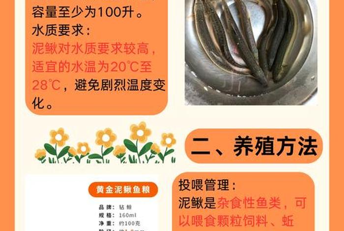 泥鳅生活习性(泥鳅的特性及生长) 泥鳅生活习性(泥鳅的特性及生长)